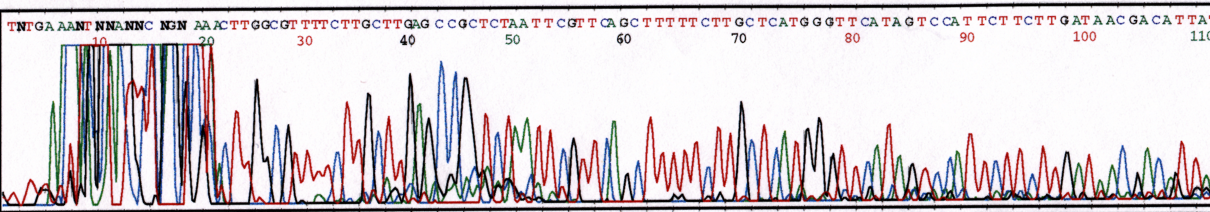 Primer Dimer image